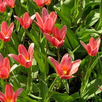 Луковицы Тюльпанов - TULIPA