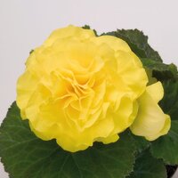 Бегония клубневая