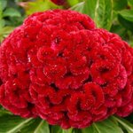 Целозия гребенчатая
