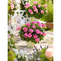 ПЕЛАРГОНИЯ 