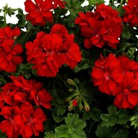Ампельная плющелистная пеларгония (герань) BigX Red Devil