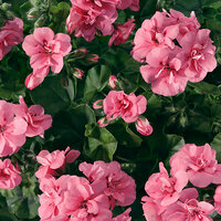 Ампельная плющелистная пеларгония (герань) BigX Soft Rose