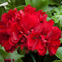 Ампельная плющелистная пеларгония (герань) Corriente Dark Red