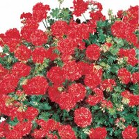 Ампельная плющелистная пеларгония (герань) Corriente Red Imp.