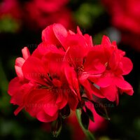 Ампельная плющелистная пеларгония (герань) Temprano Hot Coral