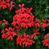 Ампельная плющелистная Пеларгония (герань) Balcon Red