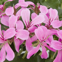 Ампельная плющелистная Пеларгония (герань) Decora Lilac