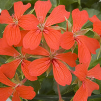 Ампельная плющелистная Пеларгония (герань) Decora Red