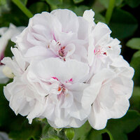 Ампельная плющелистная Пеларгония (герань) Royal® White Wings