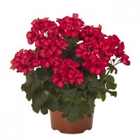 Полуампельная плющелистная пеларгония (герань) Sarita SunStar Red