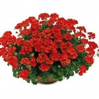 Полуампельная плющелистная пеларгония (герань) Two In One Scarlet