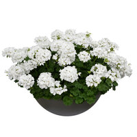 Полуампельная плющелистная пеларгония (герань) Two In One White