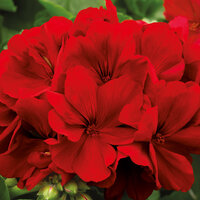Полуампельная, гибрид ампельной и зональной Пеларгония (герань) Calliope® Dark Red AMRI TRARED