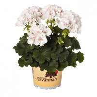 Зональная, кустовая пеларгония (герань) Savannah White Splash