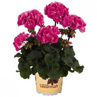 Зональная, кустовая пеларгония (герань) Savannah Tex Mex Hot Pink