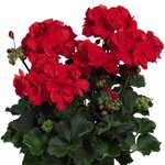 Зональная, кустовая пеларгония (герань)  Savannah Red
