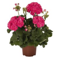 Зональная, кустовая Пеларгония (герань) Survivor Rosalinda