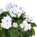 Зональная, кустовая пеларгония (герань) Trendix White Imp.