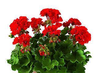 Зональная, кустовая пеларгония (герань) Trendix Multiflora Dark Red