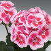 Зональная, кустовая Пеларгония (герань) Americana® Pink Mega Splash Amri Pikegs