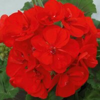 Зональная, кустовая Пеларгония (герань) Sunrise® Elara (KLEPZ05141)