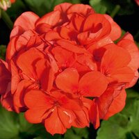 Зональная, кустовая Пеларгония (герань) Sunrise® Mandarin