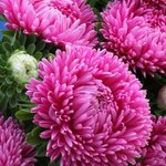 Brilliant Rose SX2-12  