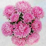 Light Rose SX2-4 Нет в наличии
