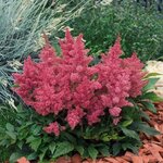 Rose В42.01 нет в наличии