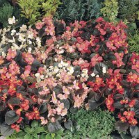 Бегония вечноцветущая, Begonia semperflorens Cocktail®
