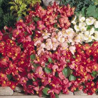 Бегония вечноцветущая, Begonia semperflorens Super Olympia®