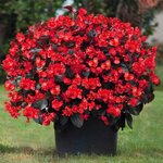 Red Bronze Leaf B201.19 