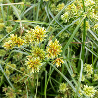 Cыть гладкая ABBY  (Cyperus glaber Abby)