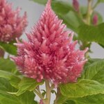 Pink B701.14