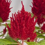 Red B701.15