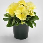 Lemon B32.04