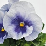 Metallic Blue Blotch B32.08
