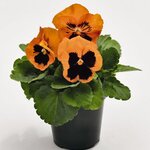 Orange Blotch B32.10