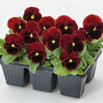 Red Blotch B32.12