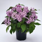 Lavender B150.02 нет в наличии