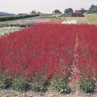 Гейхера Ruby Bells