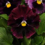 Burgundy P14.02
