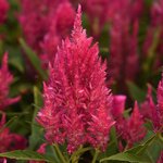 Bringht pink P 310.10