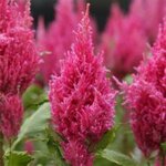 Dark pink P 310.01
