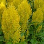 Yellow P 310.05