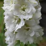 Pure White B 27.07 