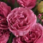 3 Rose P33.17 