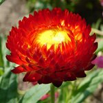 1190 Red Нет в наличии