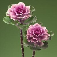 Капуста декоративная (Брассика) Flare Rose