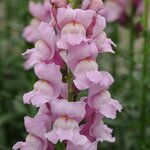 Lavender P 36.10
